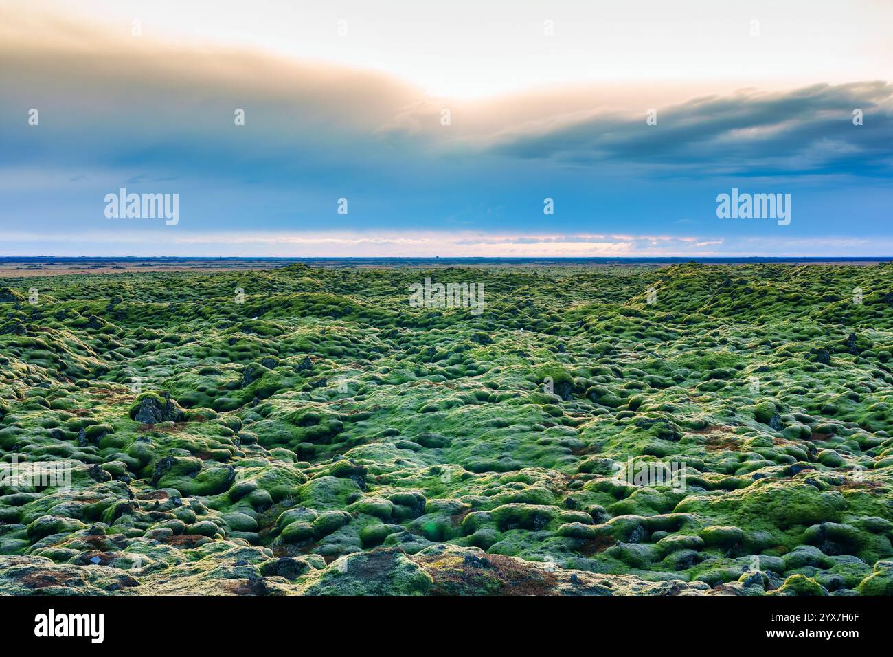 Eldhraun Lavafeld bewachsen mit Moos im Sommer in Skaftareldahraun, Island Stockfoto
