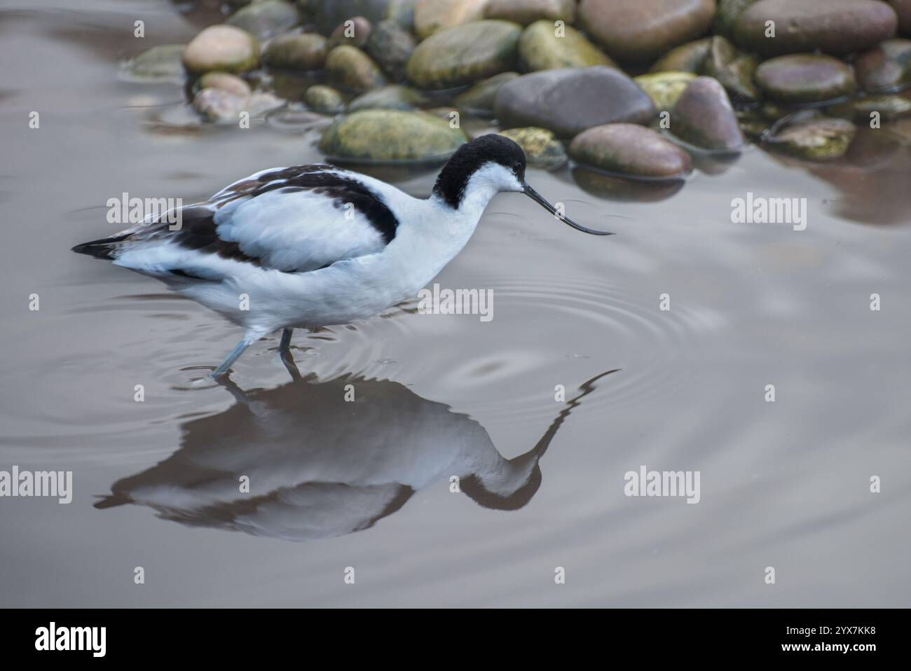 Ein Seitenblick auf einen Avocet, Recurvirostia avosetta, der in seichten Gewässern watet. Ein wunderschöner schwarz-weißer Vogel mit einem langen, schlanken geschwungenen Schnabel. Stockfoto