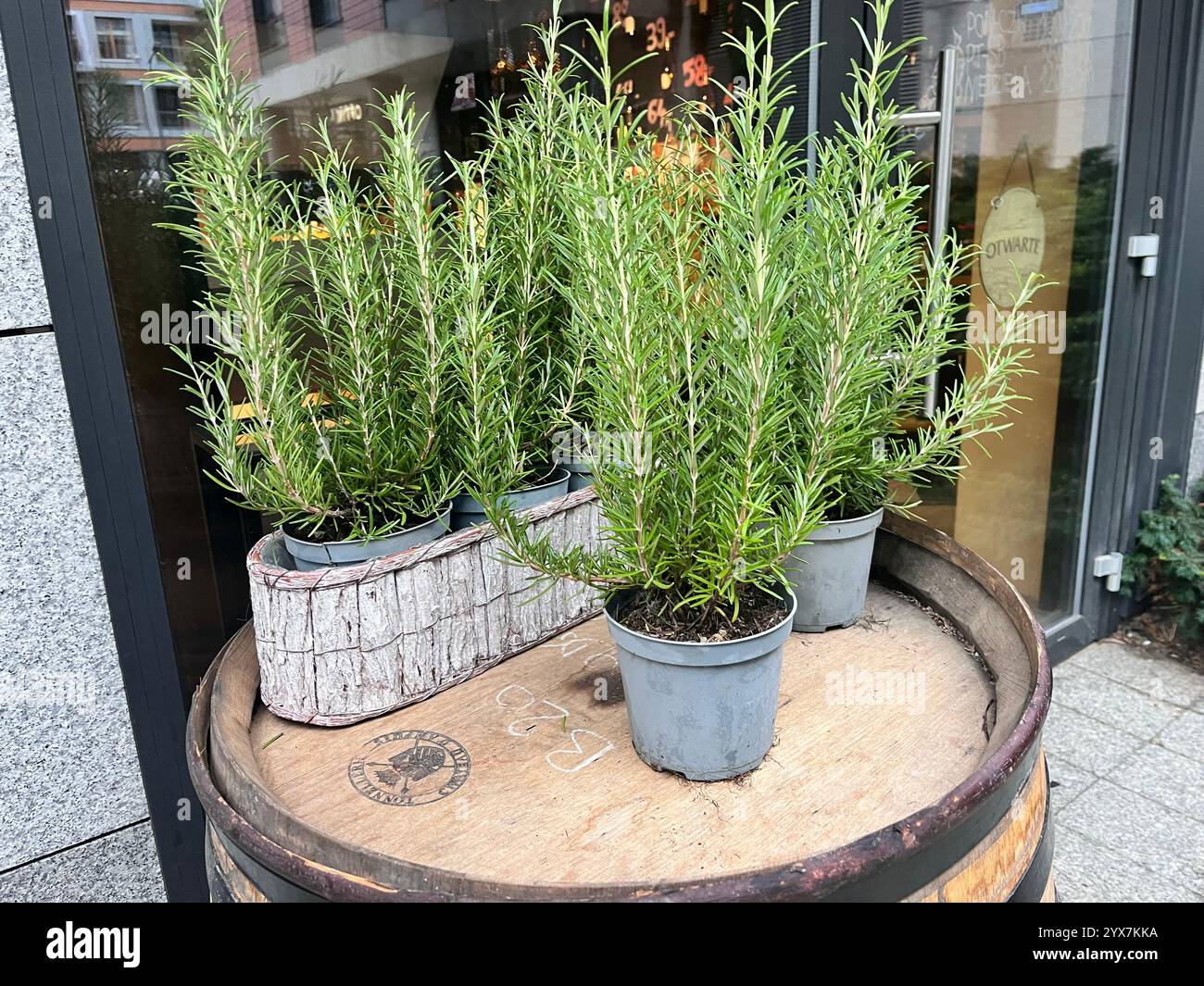 Rosmarin Pflanzen oder Rosmarinus officinalis in Töpfen zum Verkauf in einem Geschäft - Smartphone-aufgenommenes Stockfoto
