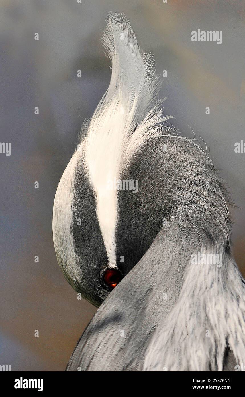 Ein wunderschönes Foto des Kopfes eines ruhenden Demoiselle Crane, Grus virgo. Ein elegantes und gut fokussiertes Porträt in Nahaufnahme. Eine Studie in Grau und weiß. Stockfoto