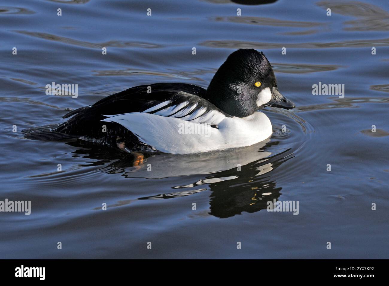 Ein Goldeneye, Bucephala clangula, schwimmt auf einem lokalen Teich. Nahaufnahme und gut fokussiert mit Augen- und Wangenfleck deutlich sichtbar. Büffelgans. Stockfoto