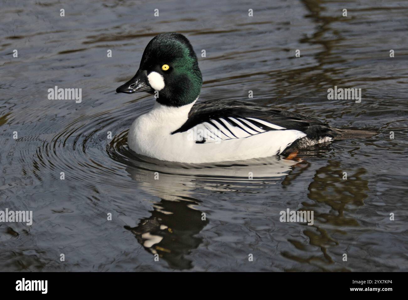 Ein Goldeneye, Bucephala clangula, schwimmt auf einem lokalen Teich. Nahaufnahme und gut fokussiert mit Augen- und Wangenfleck deutlich sichtbar. Büffelgans. Stockfoto