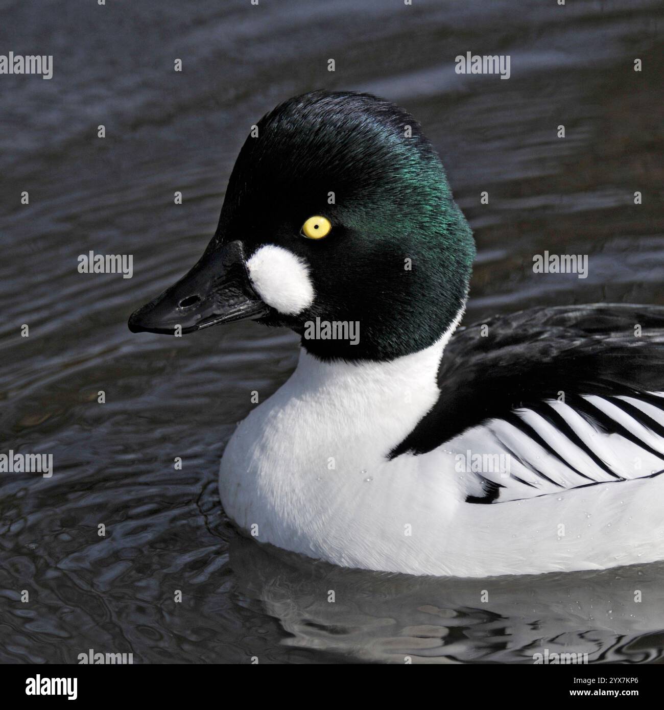 Ein Goldeneye, Bucephala clangula, schwimmt auf einem lokalen Teich. Nahaufnahme und gut fokussiert mit Augen- und Wangenfleck deutlich sichtbar. Büffelgans. Stockfoto