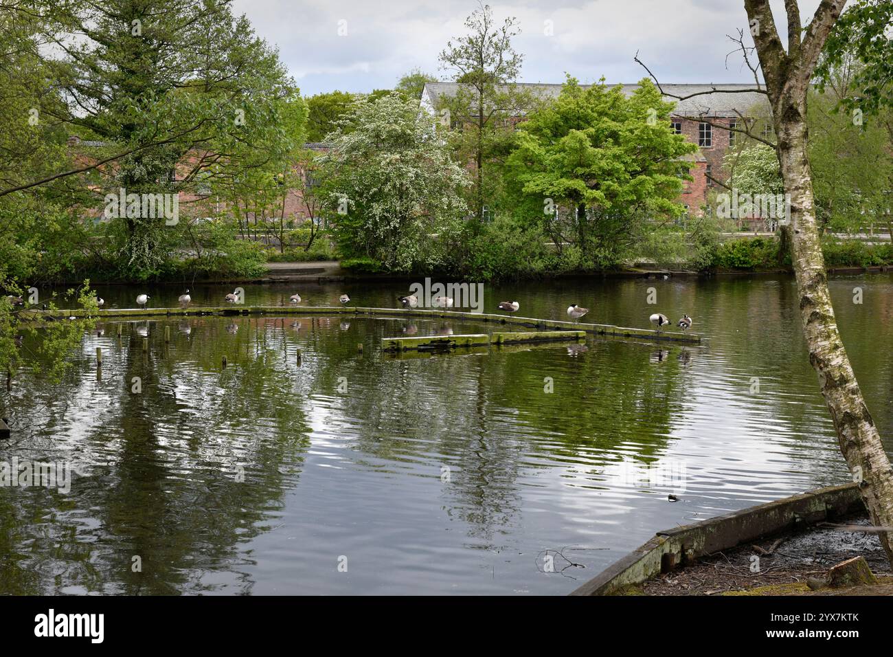 Zwölf kanadische Gänse standen auf einem Wellenbrecher in einem Reservoir im Etherow Country Park in Cheshire. Eine ruhige Szene bei einer redundanten Industriewasserversorgung. Stockfoto