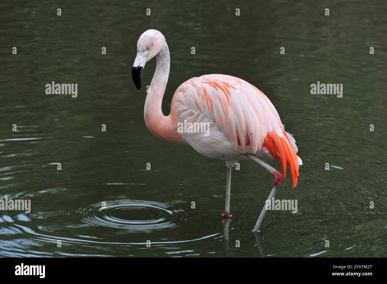 Ein einziger, gut fokussierter chilenischer Flamingo, Phoenicopterus chilensis, steht in etwa 8 cm Wasser. Zentral platziert und der Hintergrund ist Wasser. Stockfoto