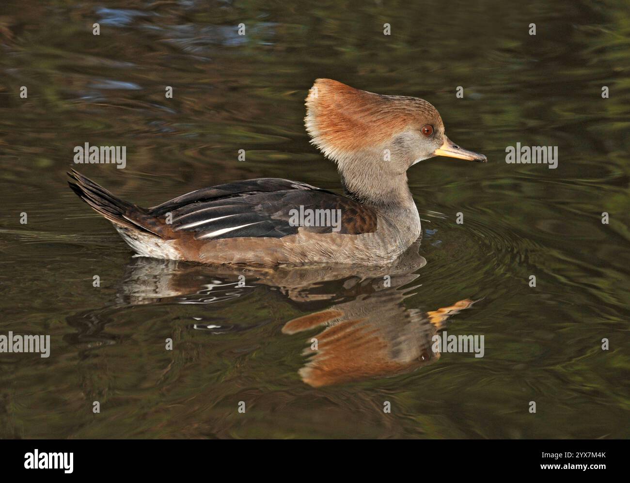 Eine Seitenansicht eines Mergansers mit Kapuze, Lophodytes cucullatus, schwimmt von links nach rechts auf leicht gewelltem Wasser. Eine elegante, gut fokussierte Ente. Stockfoto