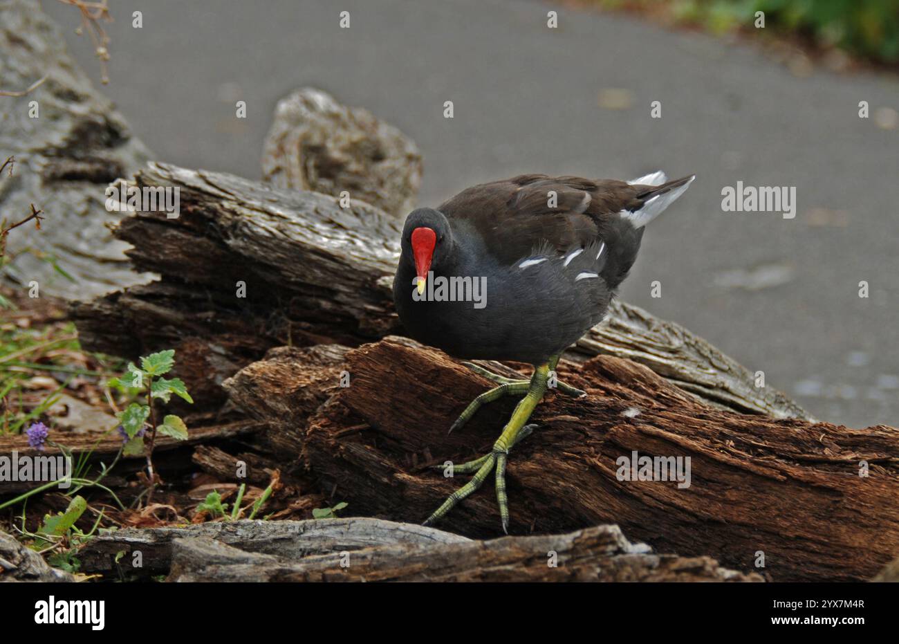 Ein erwachsener gemeiner Moorhen, Gallinula chloropus, der sanft über Baumstämme am Rand eines Teichs läuft. Nahaufnahme und gut fokussiert mit guten Details. Stockfoto