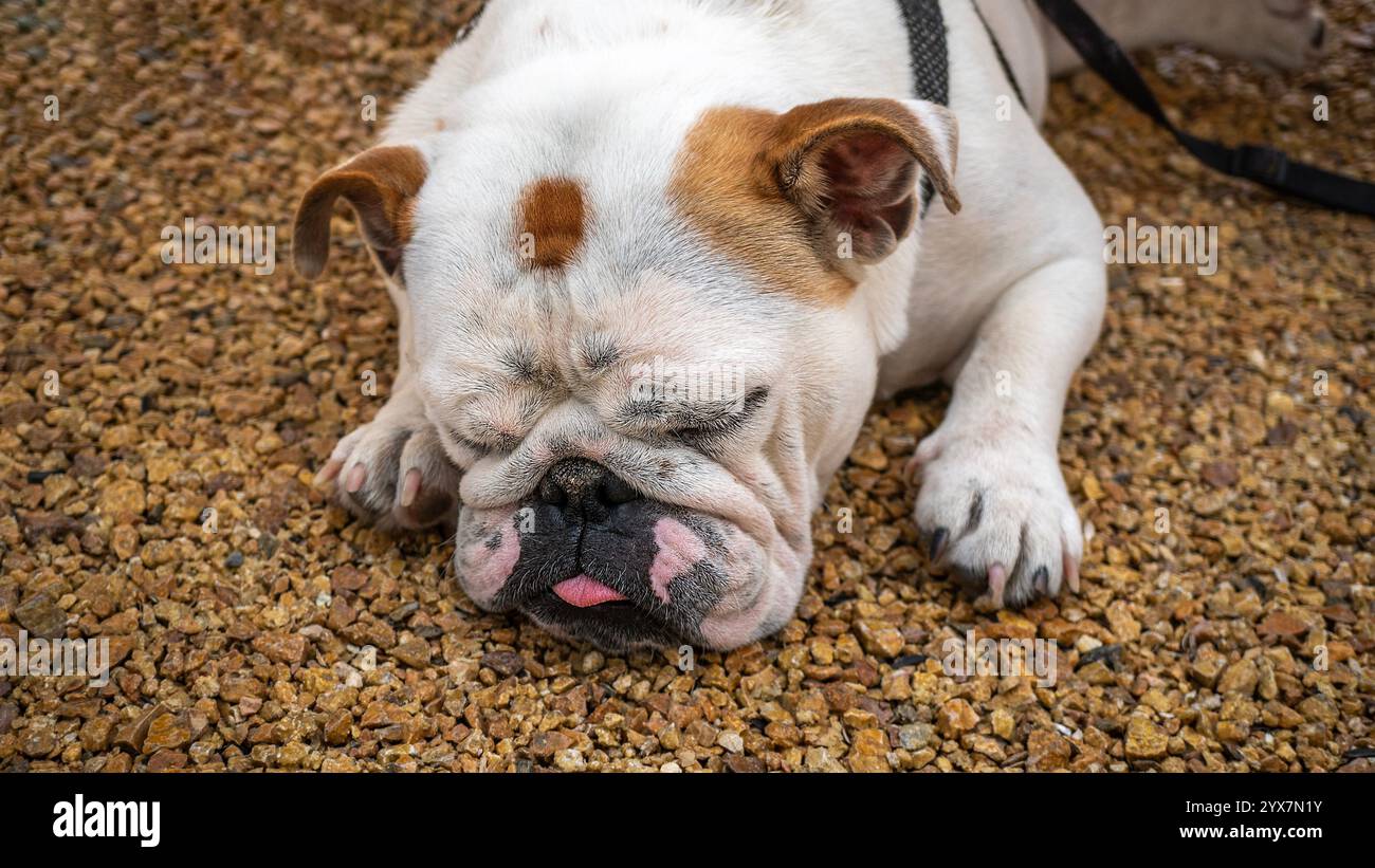 Ein weißer und brauner Bulldogge liegt friedlich auf einer Kiesoberfläche und legt seinen Kopf auf die Pfoten. Sein faltiges Gesicht, geschlossene Augen und eine leicht sichtbare Zange Stockfoto