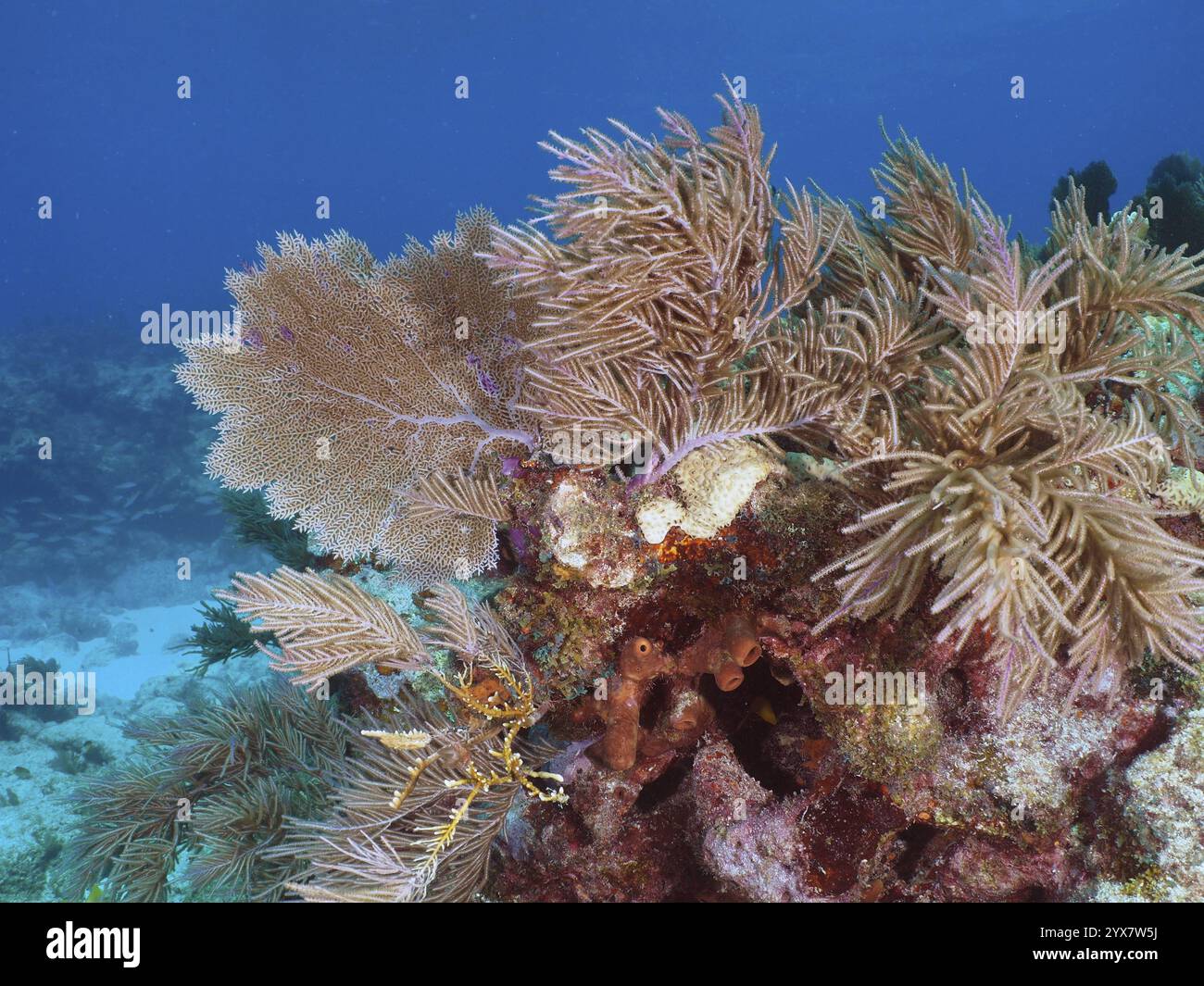 Bunte Korallen, Venus FAN (Gorgonia ventalina) und amerikanische Gorgonien (Antillogorgia americana) in einem klaren blauen Ozean, Tauchplatz John Pennekamp Stockfoto