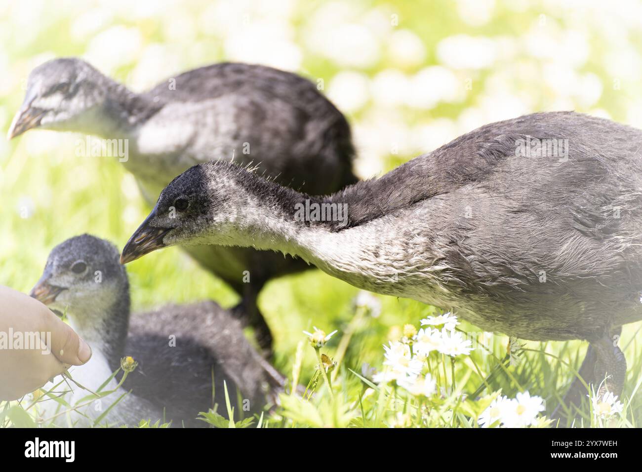 Eurasische Küken (Fulica atra) drei stehen auf einer Wiese, neugierig auf die Hand eines Kindes, Profilansicht, Blick nach links, Nahaufnahme, Surro Stockfoto