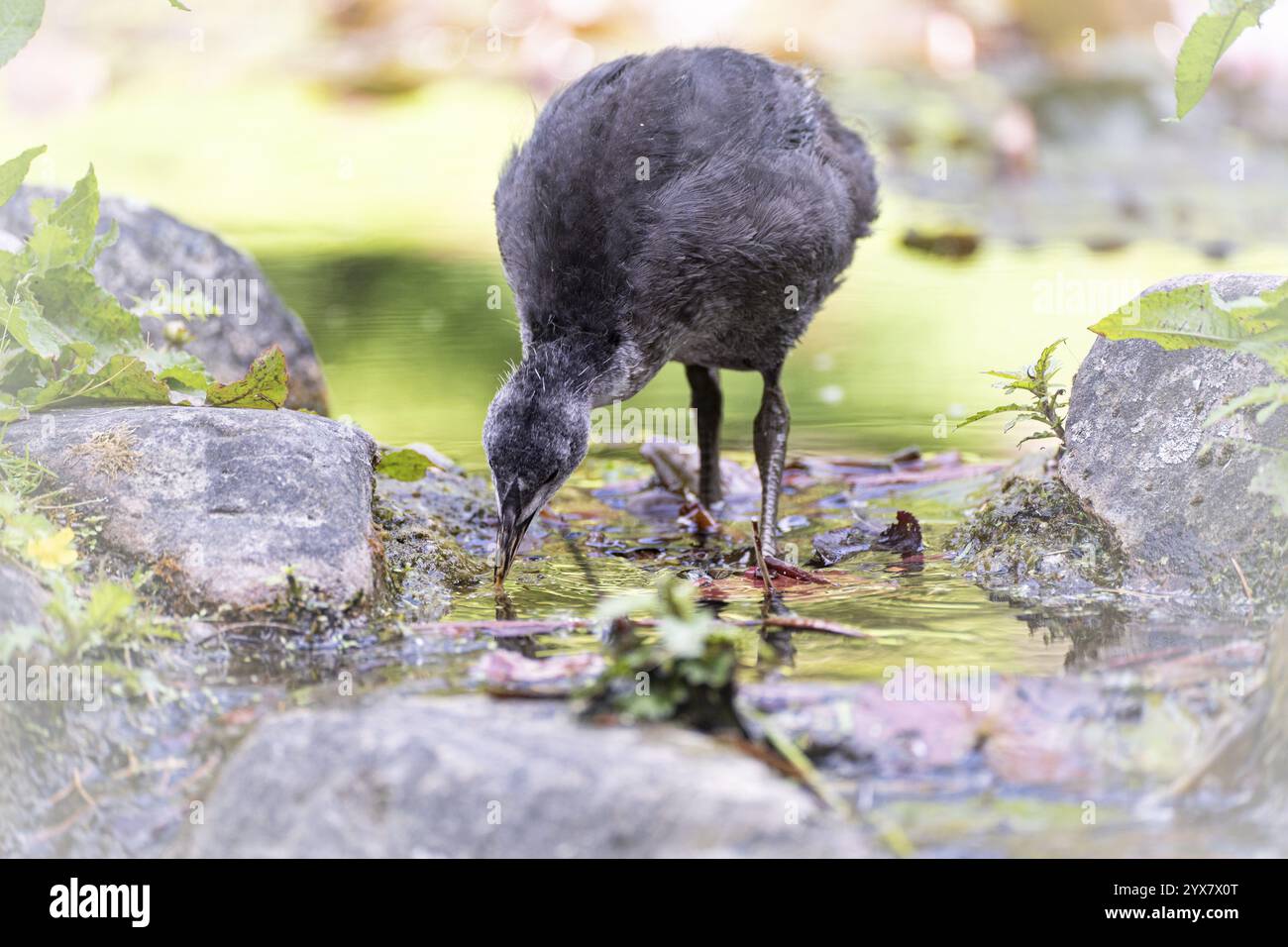 Eurasische Küken (Fulica atra) stehen im Wasser, trinken, Frontansicht, Hintergrund verschwommen, braune Blätter auf der Wasseroberfläche, Dortmund, Norden Stockfoto