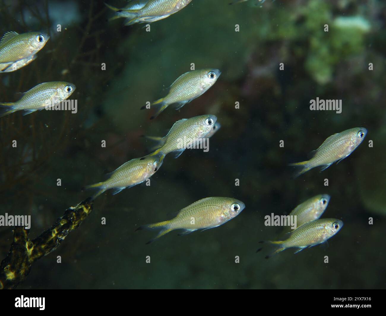 Kleine Schule von Chromis cyanea (Chromis viridis), Tauchplatz Spice Reef, Penyapangan, Bali, Indonesien, Asien Stockfoto