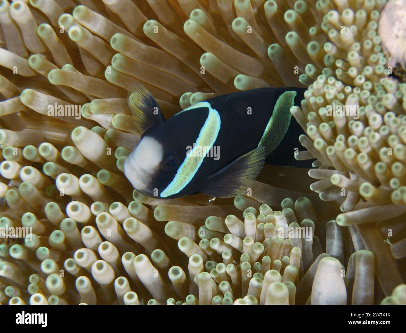 Ein Clark's Anemonish (Amphiprion clarkii) melanistisch versteckt sich in einer Meeresanemone im Riff, Tauchplatz Toyapakeh, Nusa Ceningan, Nusa Penida, Bali, Indo Stockfoto