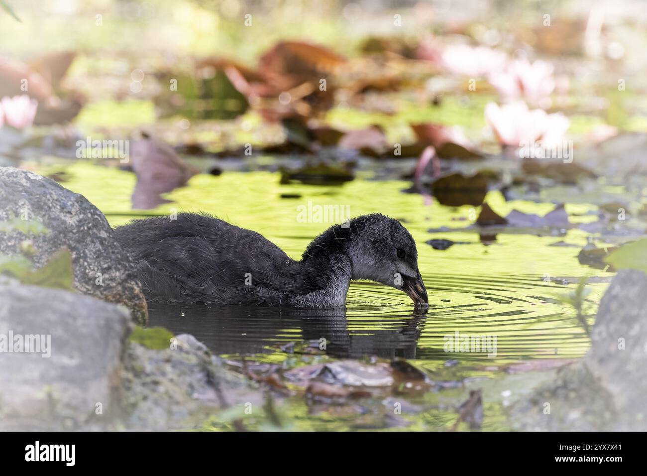 Eurasische Coot-Küken (Fulica atra) schwimmen im Wasser, trinken, Profilansicht, im Hintergrund viele braune Blätter auf der Wasseroberfläche liegen, Dort Stockfoto