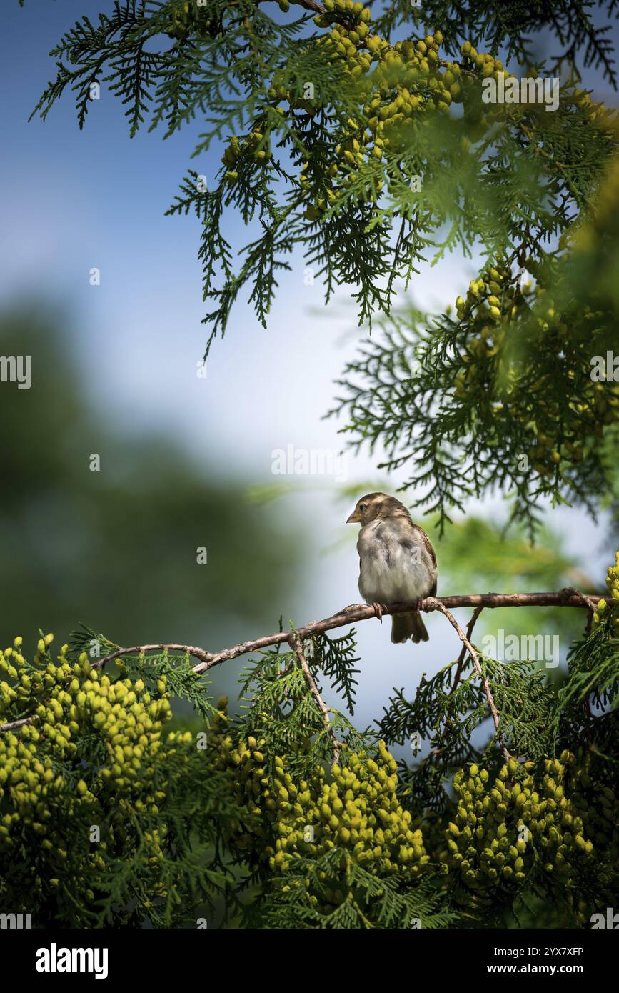 Haussperling (Passer domesticus), Haussperling, Spatel, Weibchen sitzend auf einem grünen Zweig, Thuja occidentalis mit grünen frischen Kegeln, Früchten, Samen, Stockfoto