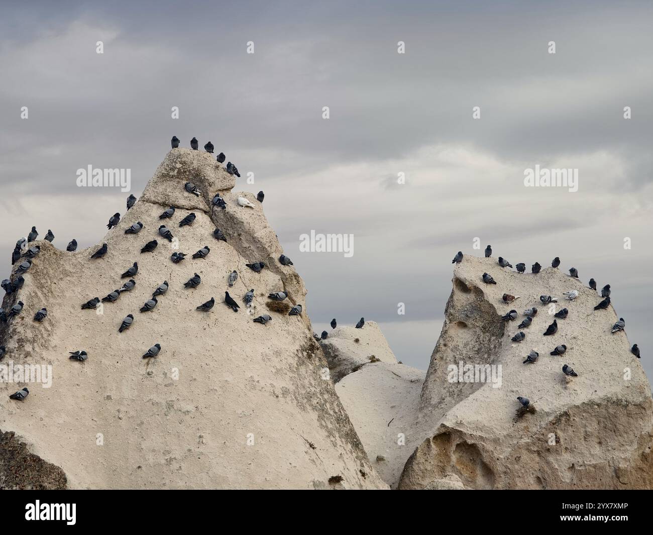 Eine Schar Tauben, die sich auf großen Felsformationen versammeln Stockfoto