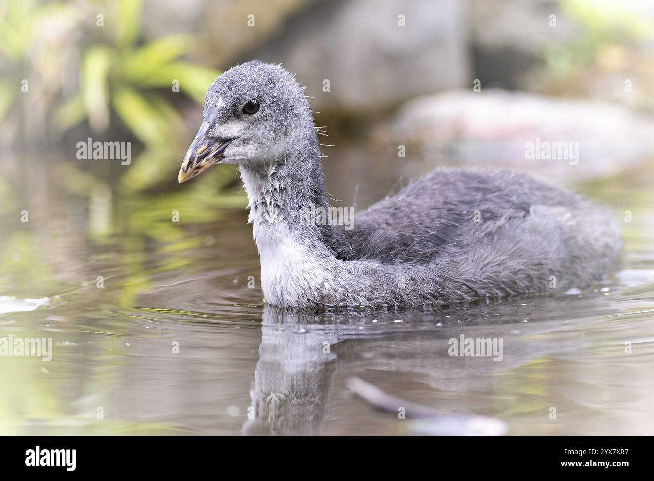 Eurasische Coot-Küken (Fulica atra) schwimmen im Wasser, trinken, Profilansicht, im Hintergrund viele braune Blätter auf der Wasseroberfläche liegen, Dort Stockfoto