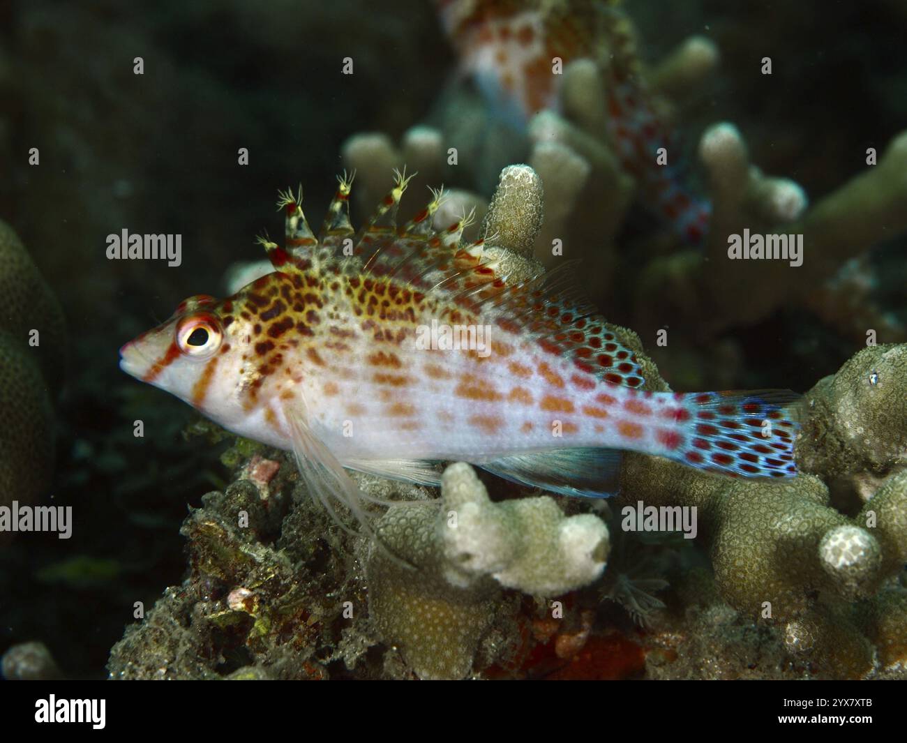 Ein gefleckter Fisch, der Korallenwächter von zwergfalken (Cirrhitichthys falco), schwimmt inmitten farbenfroher Korallenstrukturen, Tauchplatz am Gewürzriff, Penyapangan Stockfoto