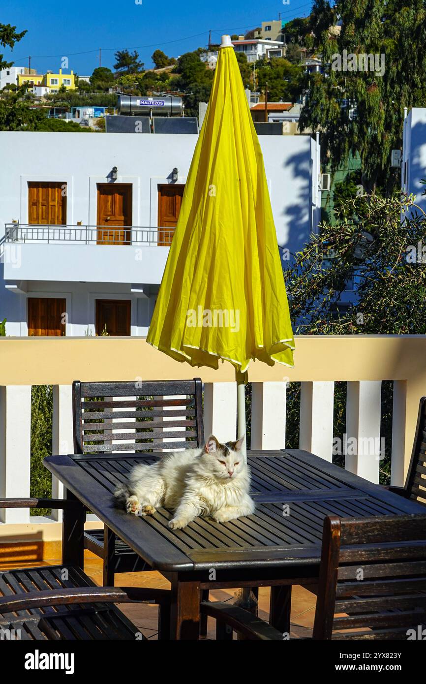 Eine griechische Katze auf dem Tisch mit Schirm auf der Insel Kalymnos auf den Dodekanesischen Inseln, Griechenland, Ägäis Stockfoto