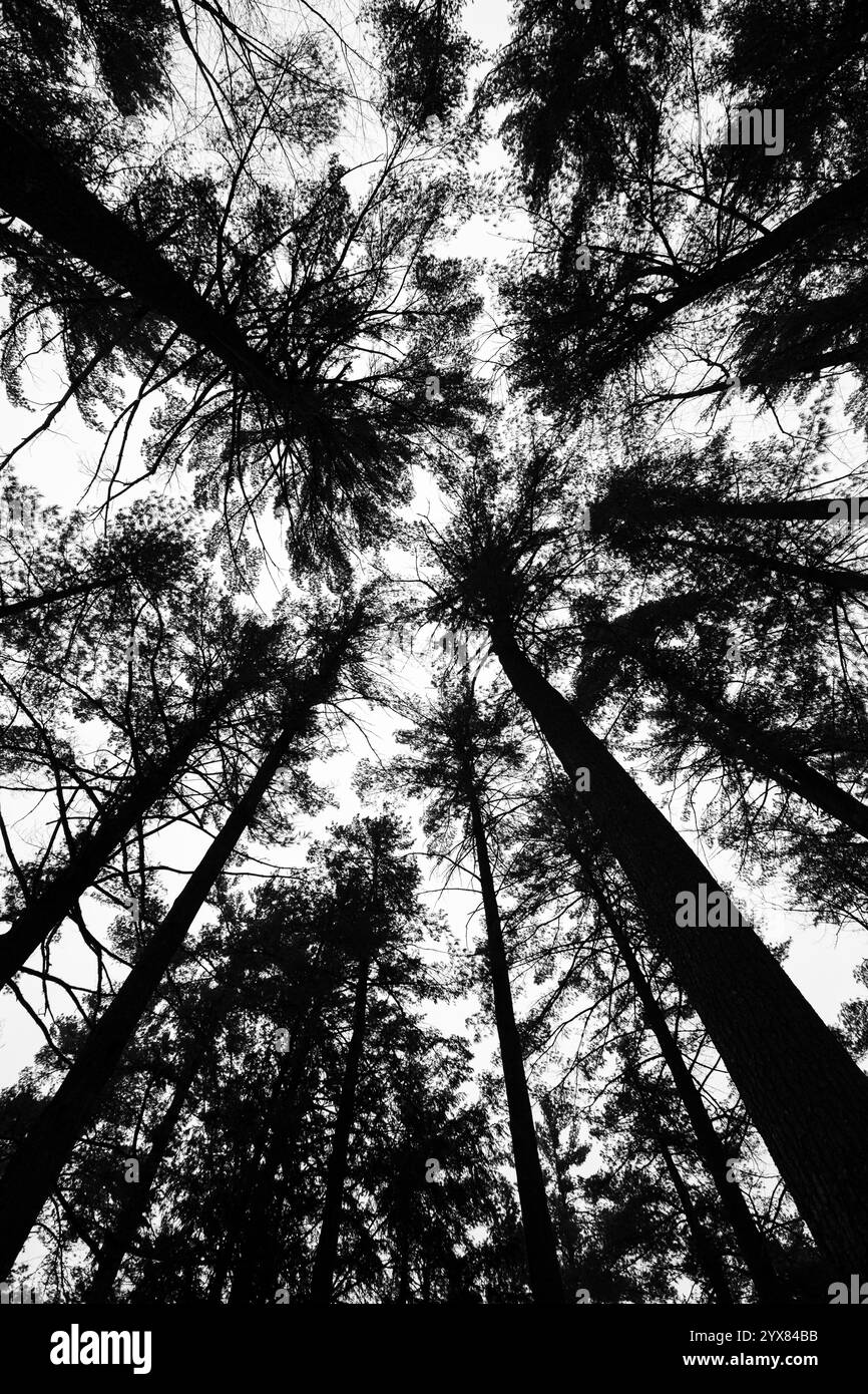 Blick auf Wisconsin-Kiefern von Grund auf in Schwarzweiß, vertikal Stockfoto