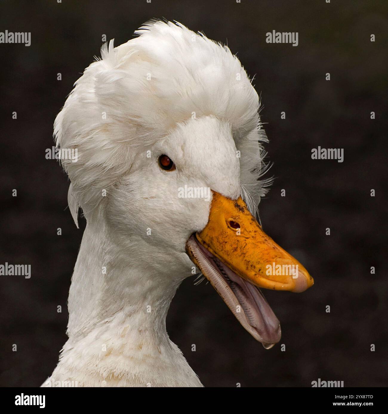 Ein Kopfschuss einer frechen Weißen Haubenente, Anas platyrhynchos, mit offenem Mund. Sieht aus, als ob es lacht. Nahaufnahme und gut fokussiert. Stockfoto