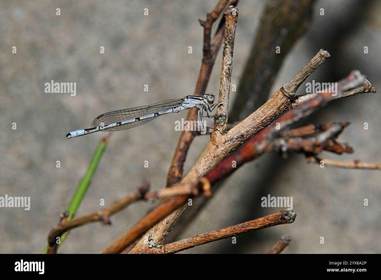 Eine Seitenansicht einer gewöhnlichen blauen Damselfliege, Enallagma cyathigerum, auf einem Zweig ruht. Ein gut fokussierter und blassblauer männlicher Damselfly. Stockfoto