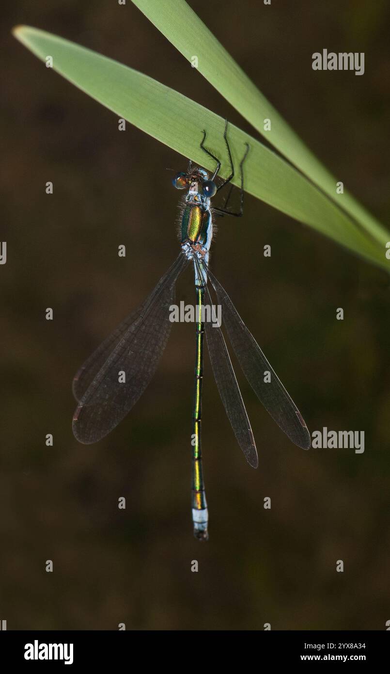 Ein Blick auf die dorsale Smaragddamselfliege, Lestes sponsa, die sich an der Vegetation festhält. Gut fokussiert mit guten Details vor einem unscharfen natürlichen Hintergrund. Stockfoto