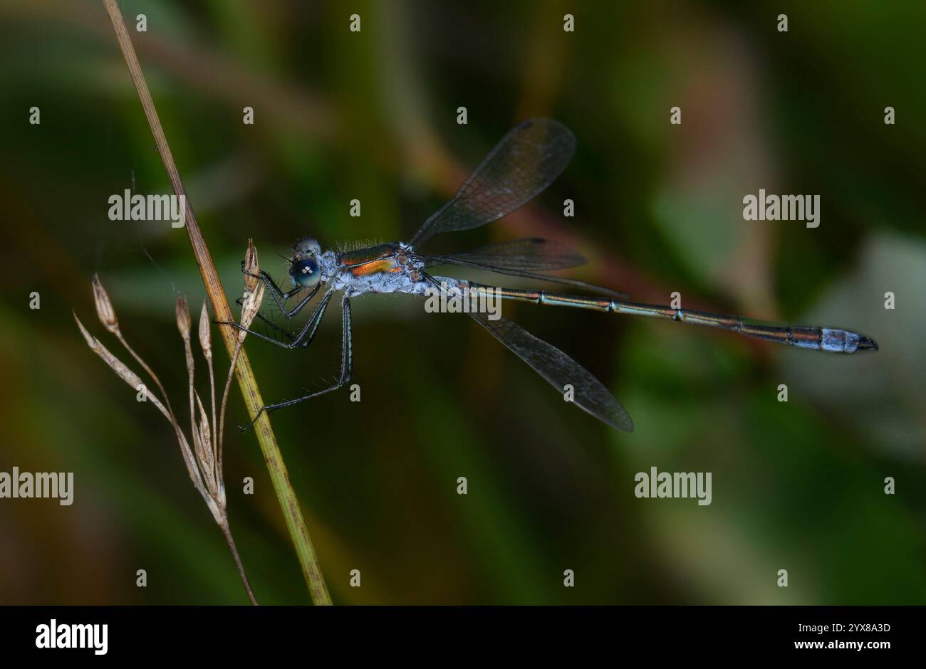 Seitenansicht eines männlichen Smaragd-Damselfliegers, Lestes dryas, mit teilweise gespreizten Flügeln. Eine schöne, Nahaufnahme und gut fokussierte Seltenheit. Stockfoto