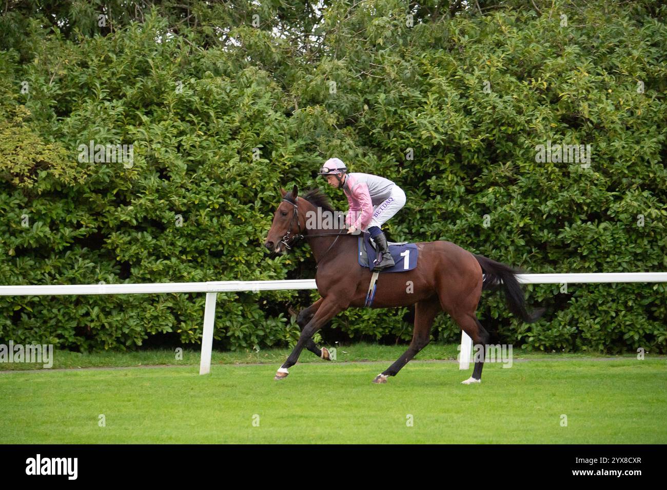 Windsor, Großbritannien. Oktober 2024. DER VERZWEIFELTE DAN, der von Jockey Ray Dawson gefahren wird, geht zum Start für die Download the at the Races App Handicap Stakes (Klasse 5) beim Saisonfinale auf dem Royal Windsor Racecourse in Windsor, Berkshire. Kredit: Maureen McLean/Alamy Stockfoto