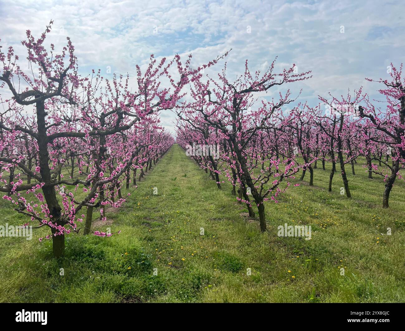 Pfirsichblüten-Gelassenheit in der griechischen Landschaft - Smartphone-aufgenommenes Stockfoto