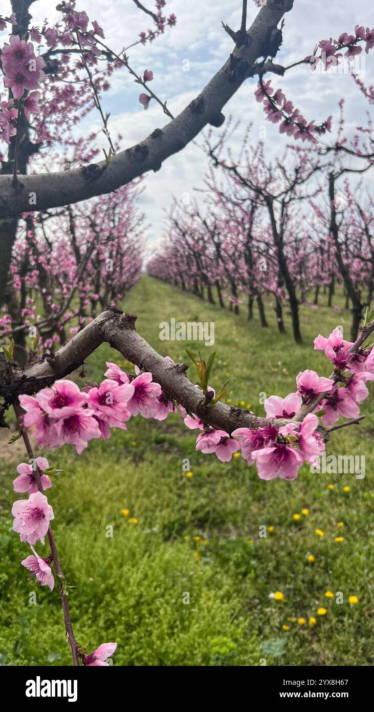 Pfirsichblüten-Gelassenheit in der griechischen Landschaft - Smartphone-aufgenommenes Stockfoto