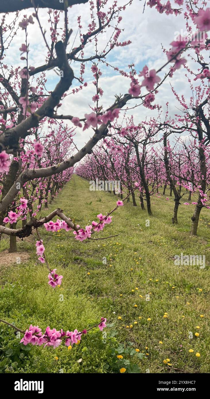 Pfirsichblüten-Gelassenheit in der griechischen Landschaft - Smartphone-aufgenommenes Stockfoto