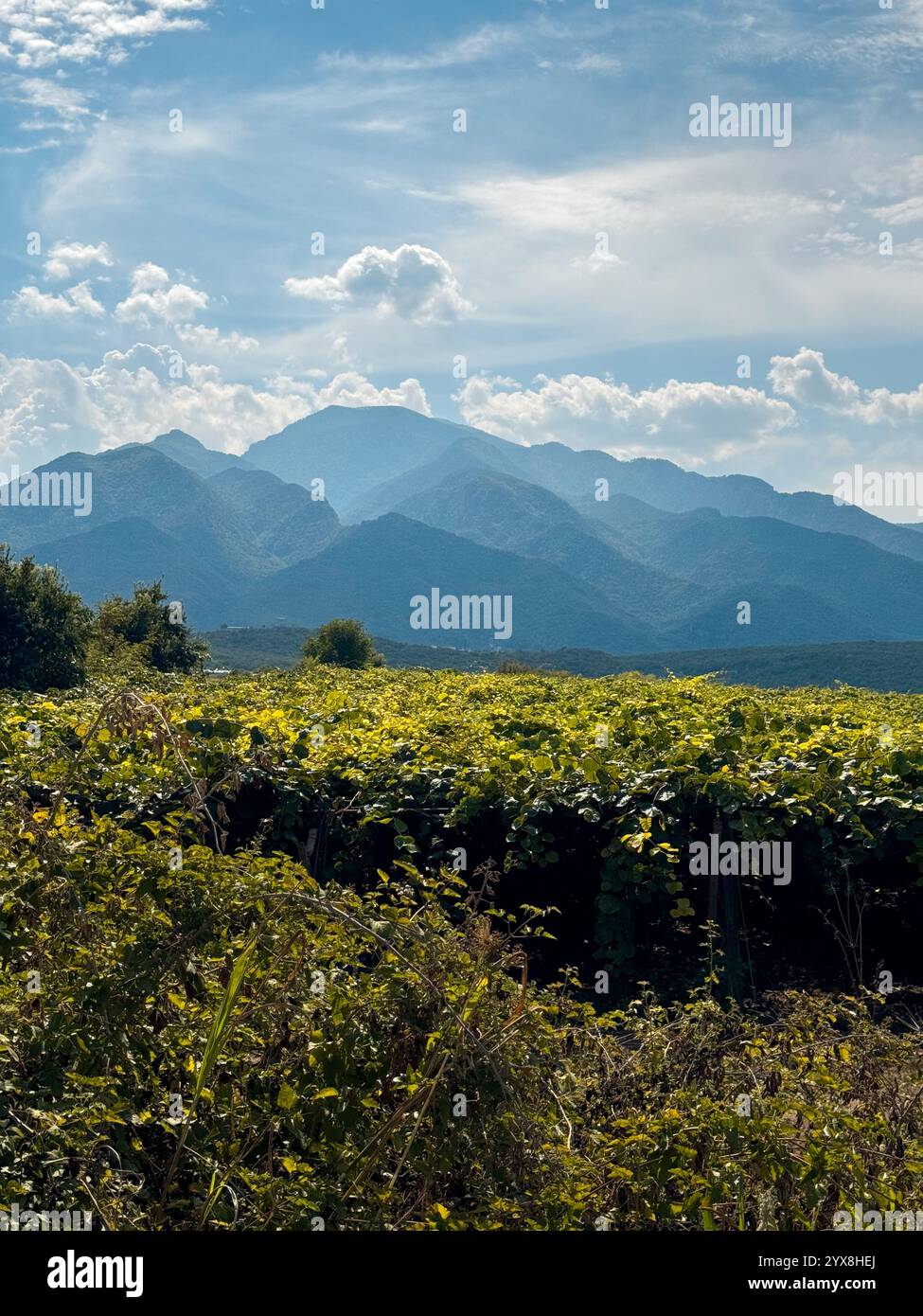 Berglandschaft mit Weinberg in Nordgriechenland Stockfoto