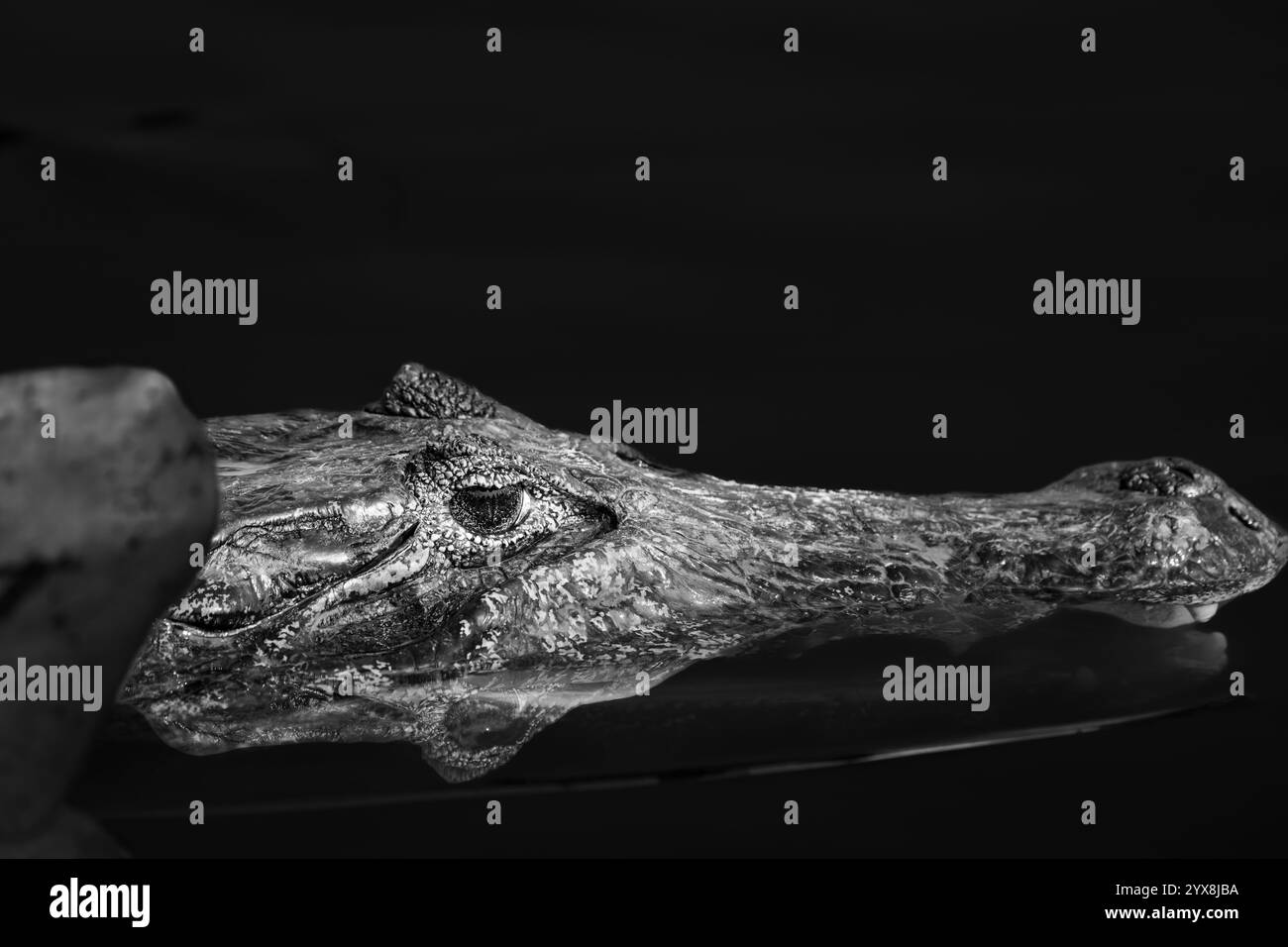 Auge eines Kaimans oder Alligators über der Wasseroberfläche, das an einem Hyancinthenblatt vorbeischaut. Stockfoto