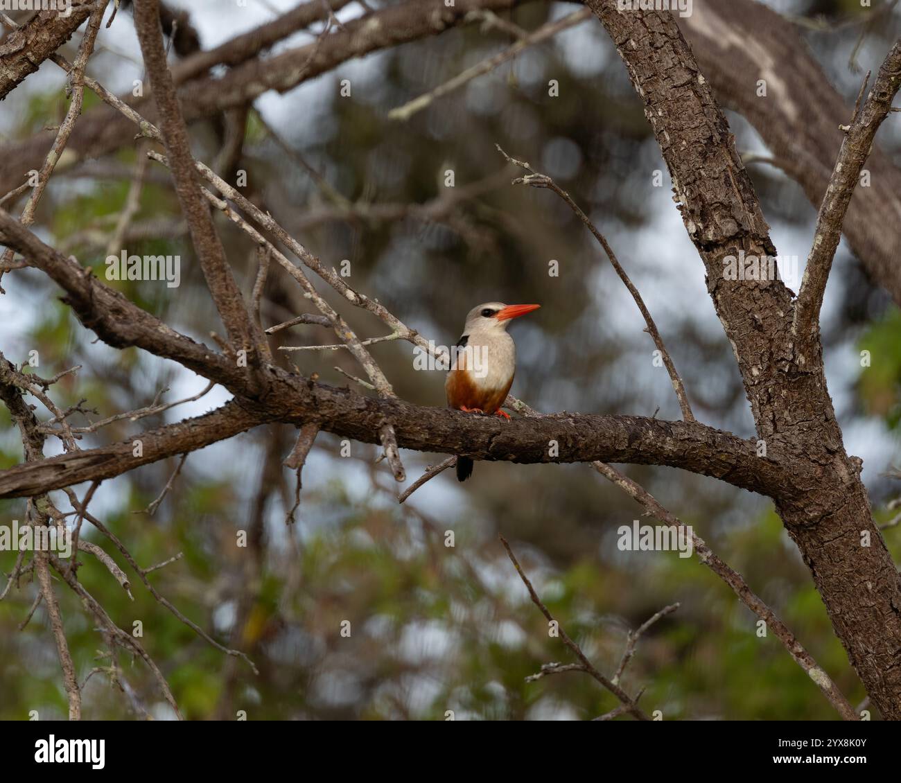 Grauköpfiger Eisvogel auf einem Ast Stockfoto