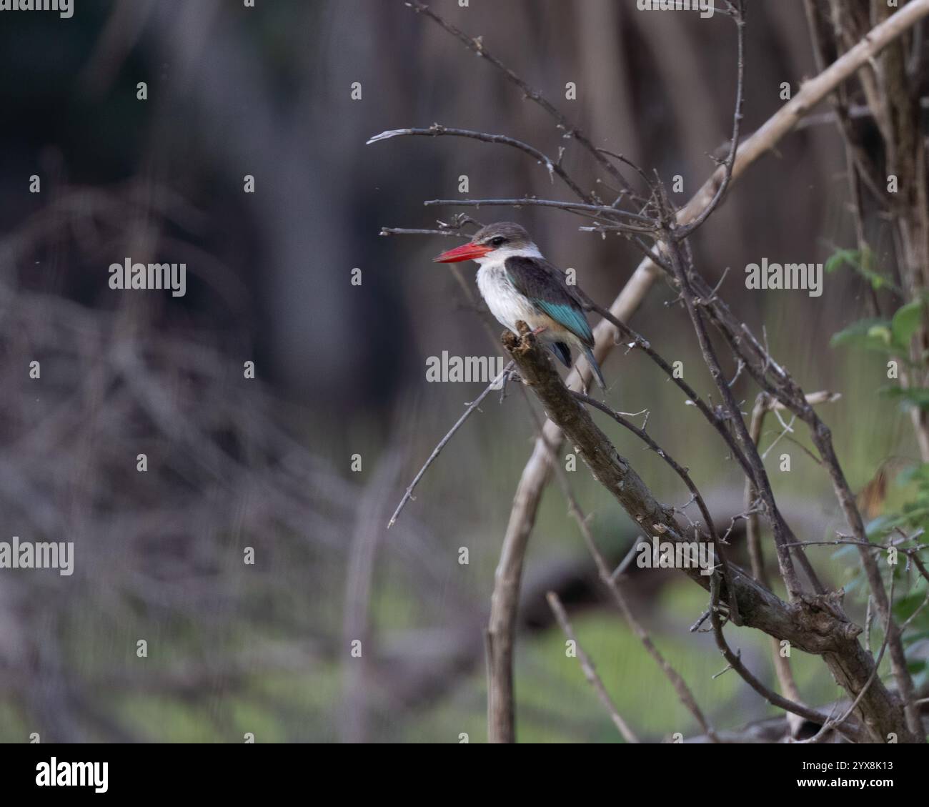 eisvogel mit brauner Kapuze auf einem Ast Stockfoto