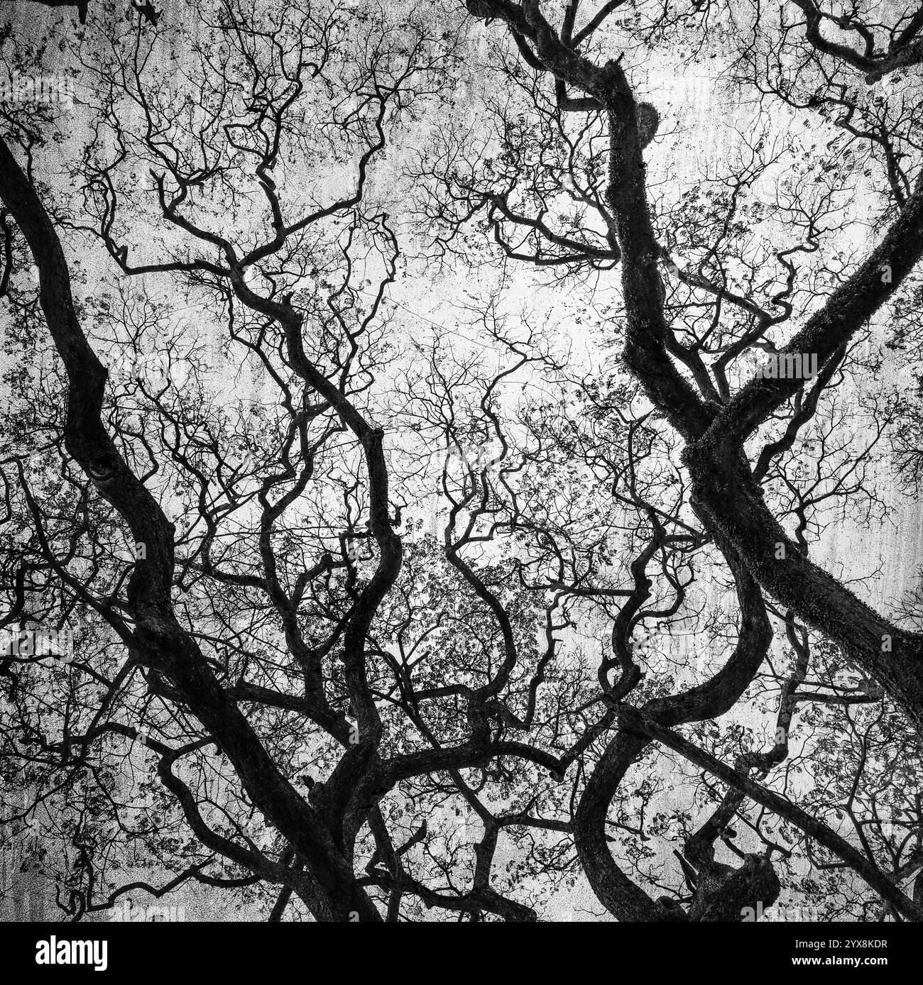 Grunge-Bild von dunklem Wald, perfekter Winterhintergrund. Stockfoto