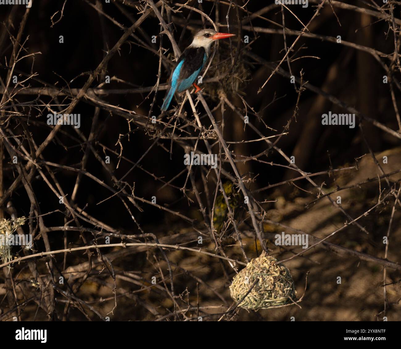 eisvogel mit brauner Kapuze, der auf einem Ast sitzt Stockfoto