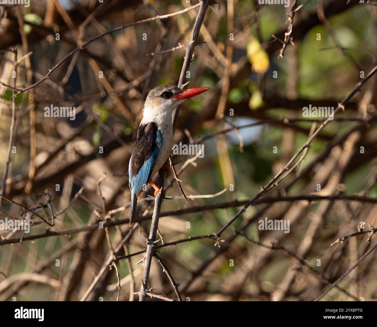 Eisvogel mit brauner Kapuze, der auf einem Ast sitzt Stockfoto