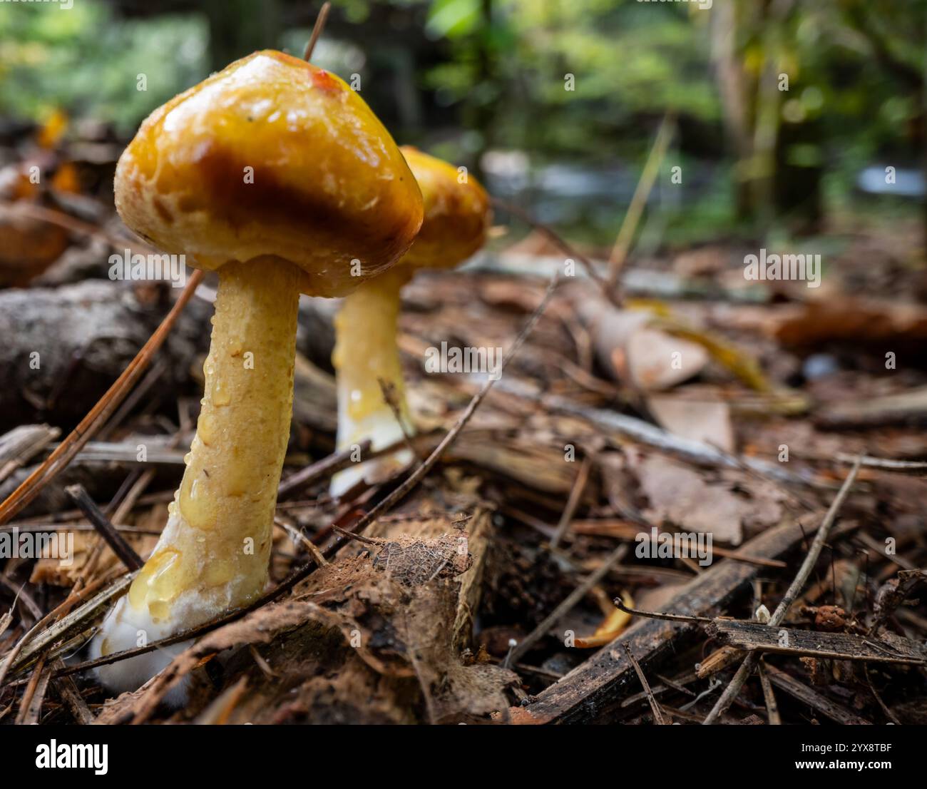 In den Smokies wachsen glänzende Orangenpilze auf dem Waldboden Stockfoto
