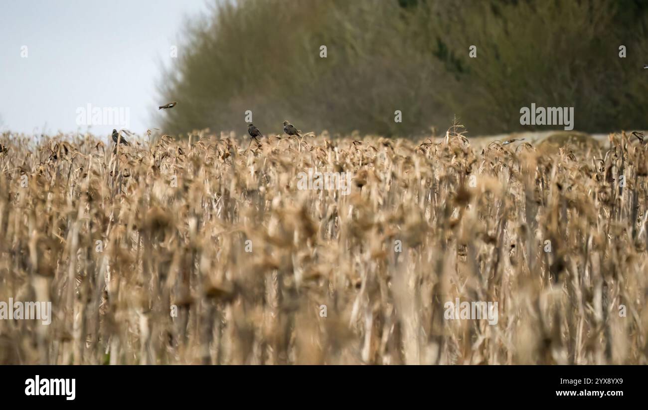 Eine große Schar von Starnen (Sturnus vulgaris), die tief über Wintersonnenblumen fliegen Stockfoto