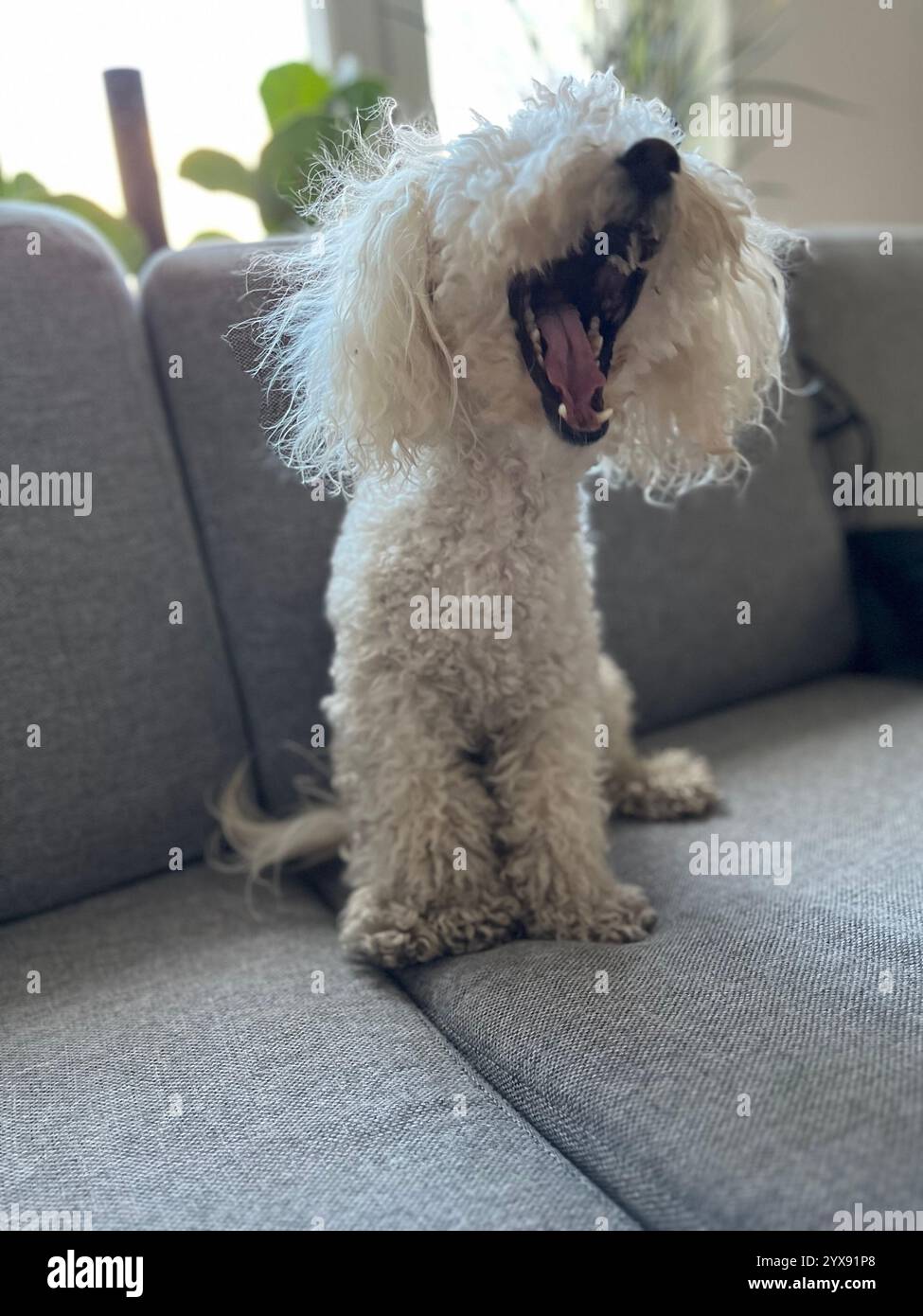 Süßer, lockiger Hund, der auf einer Couch sitzt und groß gähnt. Foto in Schweden, 2022. Stockfoto