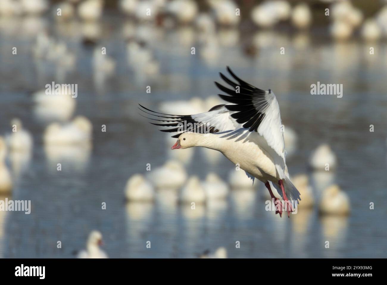 Ross's Goose (Anser rossii) Landung, Colusa National Wildlife Refuge, Kalifornien Stockfoto