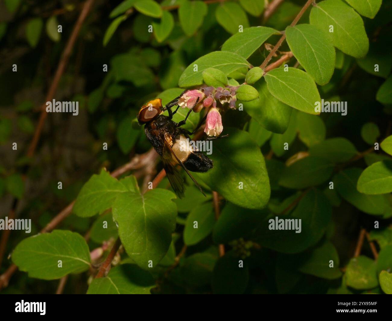 Eine Schwebfliege, Pellucid-Fliege, Volucella pellucens, die sich von Koralbeernektar ernährt. Nahaufnahme, gut fokussiert, gute Details und ein natürlicher Hintergrund. Stockfoto