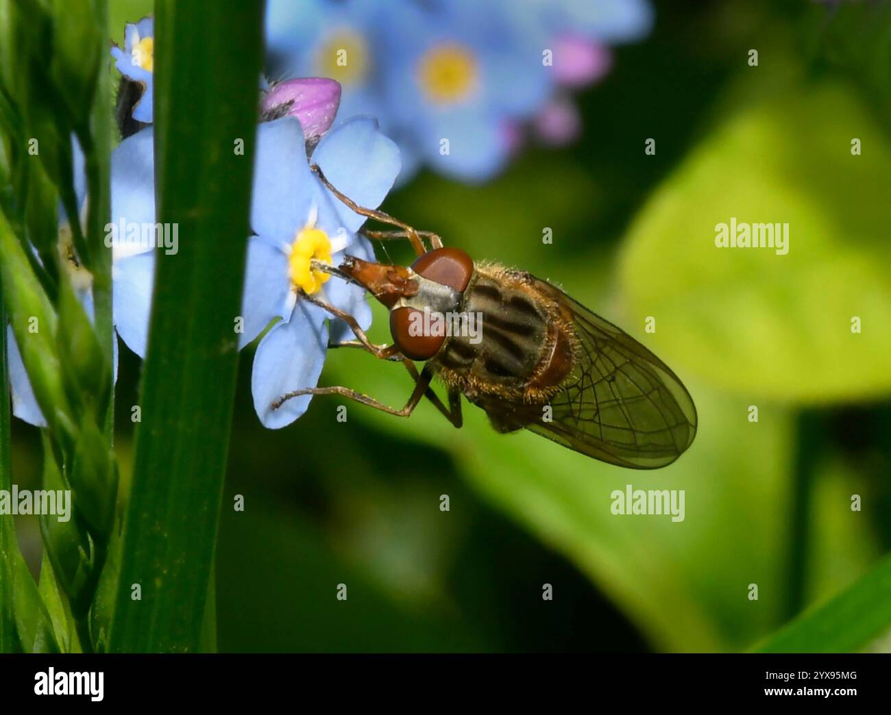 Eine Schwebfliege, Rhingia Campesteris, die von einer Vergissmeinsblume ernährt. Lange Schnauze, gestreifter Brustkorb, Nahaufnahme und gut fokussiert. Gewöhnliche Schnauze, hoverfly. Stockfoto