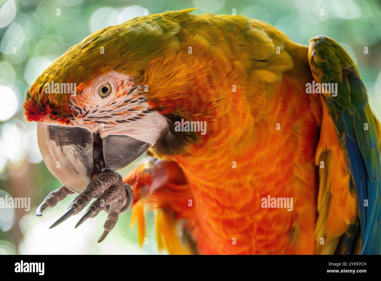 Bunte Hybrid-Ara, die spricht und singt Busch Gardens Tampa Bay in Tampa, Florida. (USA) Stockfoto