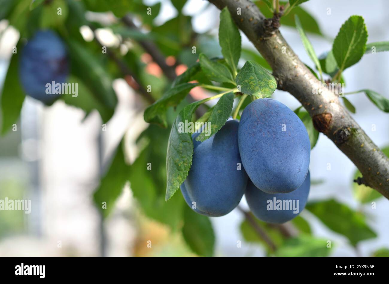 Obstbaumzweig mit Reifen blauen Pflaumen an einem Sommertag. Bio-Gartenkonzept. Stockfoto