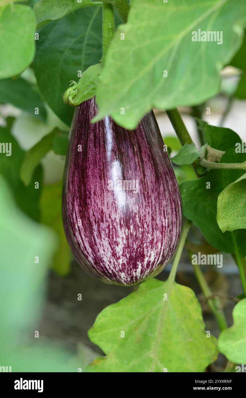 Violette Auberginen mit weißen Streifen zwischen grünem Laub, das draußen wächst. Bio-Gartenkonzept. Stockfoto