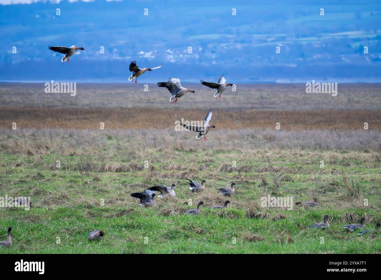 Rosafarbene Gänse am Parkgate Stockfoto