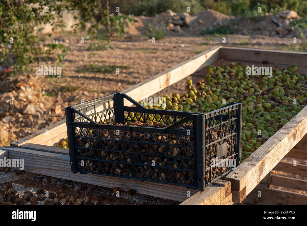 Schwarze Kunststoffkiste gefüllt mit geernteten Oliven auf Holztrockenplatten im Freien an sonnigen Tagen. Konzept des Olivenanbaus, natürlicher Trocknungsprozess Stockfoto